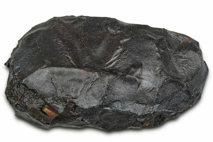 Dragon Scale Stone (Iron, Manganese, Siderite Nodule) #330267